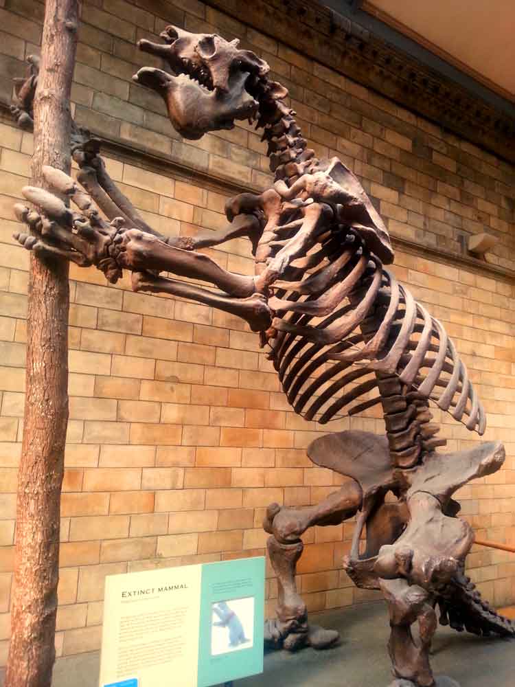 Fóssil-de-dinossauro-no-Museu-de-História-Natural-em-Londres