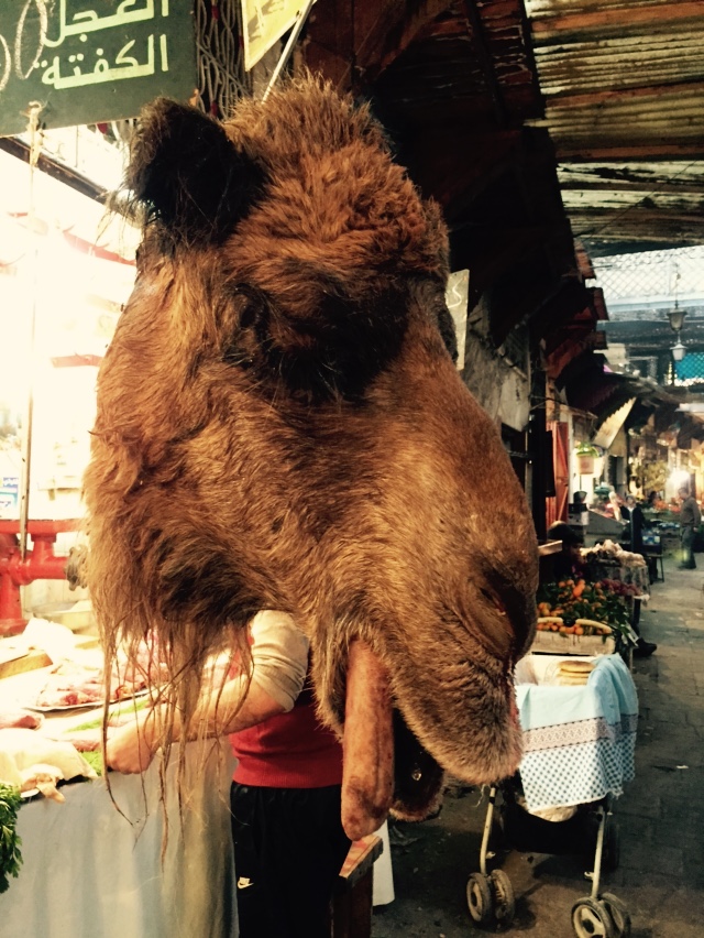 fe medina-cabeca de camelo a venda